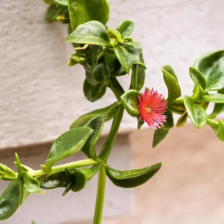 度假居 Casa Nª Srª Gracas 辛特拉