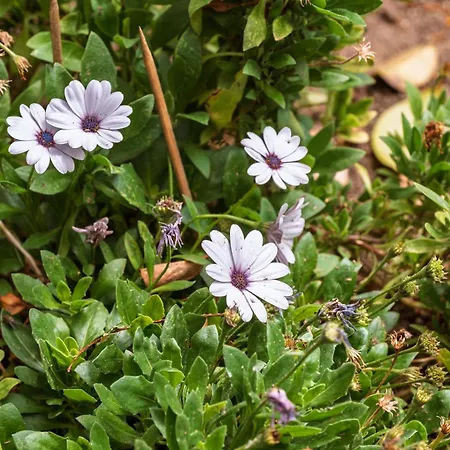 Casa Nª Srª Gracas Feriehus *