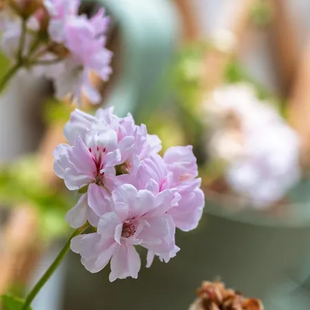 Feriehus Casa Nª Srª Gracas Sintra