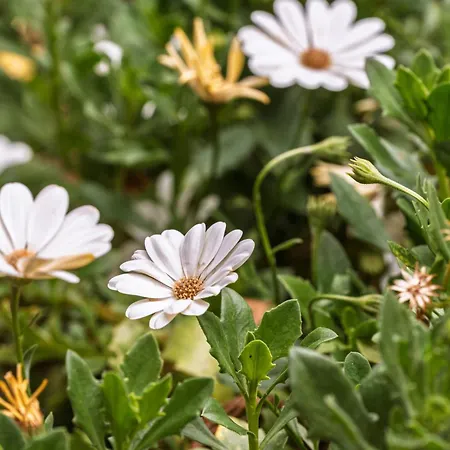 Casa Nª Srª Gracas 度假居