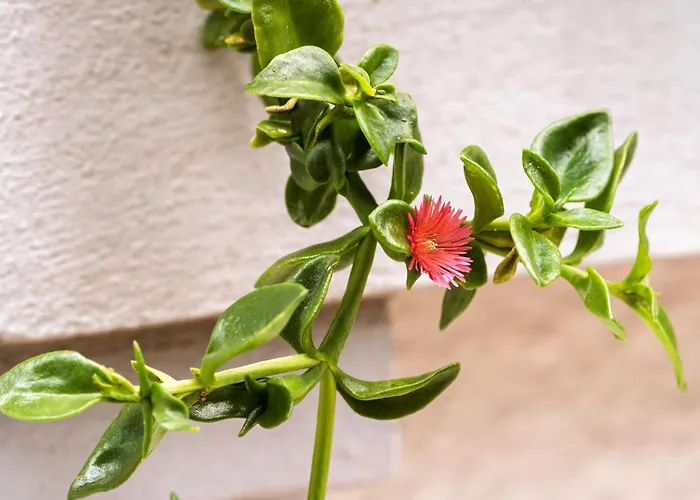 Σπίτι διακοπών Casa Nª Srª Gracas Σίντρα