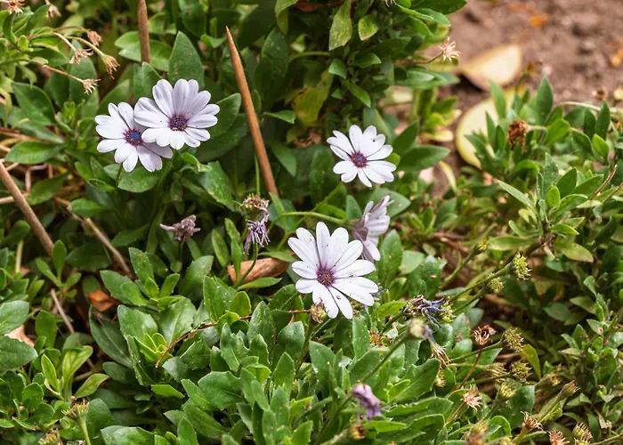 Casa Nª Srª Gracas Σπίτι διακοπών *