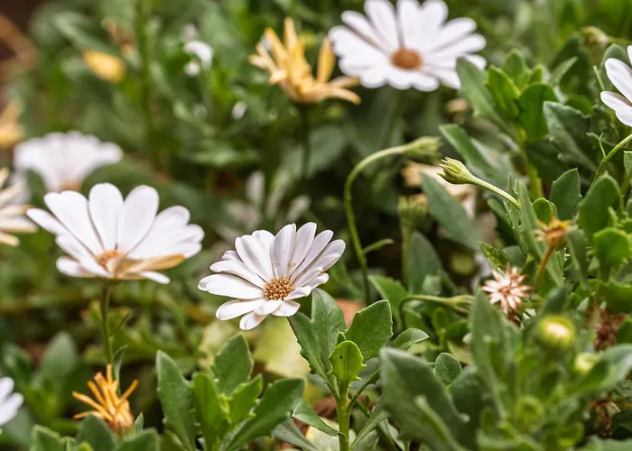 Casa Nª Srª Gracas Σπίτι διακοπών